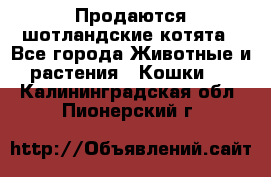Продаются шотландские котята - Все города Животные и растения » Кошки   . Калининградская обл.,Пионерский г.